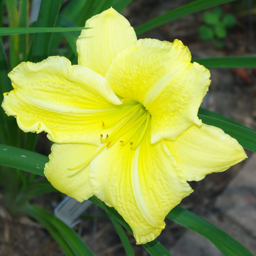 Hemerocallis Lemon Custard